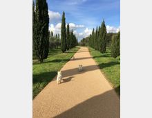 Viale rettilineo con camminamento in ghiaia chiara, fiancheggiato da alti cipressi e prati verdi in un paesaggio di campagna. Sullo sfondo si vede il percorso che prosegue tra alberi e colline sotto un cielo azzurro con nuvole.