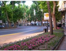 Viale cittadino alberato con strada curva e marciapiede, bordato da aiuole di fiori rosa e piccole recinzioni metalliche. Sullo sfondo si vedono edifici e fermate lungo la strada, con un’insegna “Hard Rock Cafe” sulla destra.