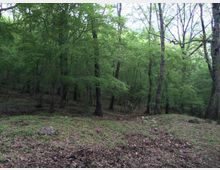 52103-photo-4379478-700x525-jpgjpg