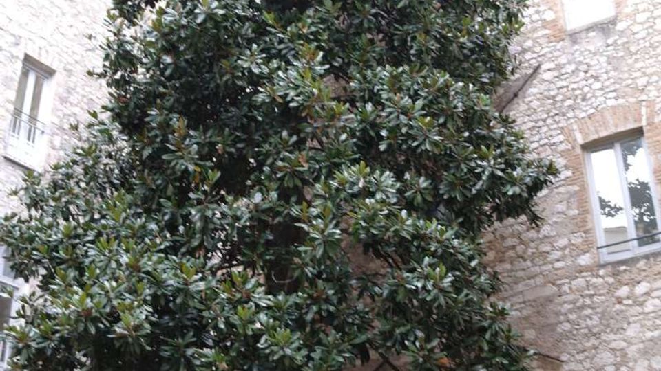 Cortile interno con un grande albero sempreverde al centro, circondato da un’aiuola in pietra e vegetazione bassa. Intorno si vedono alti edifici in pietra con finestre rettangolari e gronde in legno.