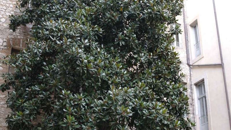 Cortile interno con un grande albero sempreverde al centro, circondato da una bassa aiuola in pietra. Sullo sfondo si vedono edifici adiacenti con facciate in pietra e intonaco, finestre alte e tetti spioventi.