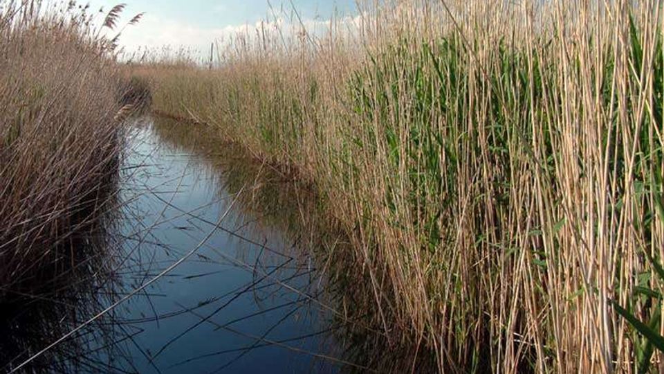 Canale d’acqua stretto che attraversa una zona paludosa, fiancheggiato da alte canne e vegetazione spontanea su entrambi i lati. Sullo sfondo si vede un cielo azzurro con leggere nuvole.