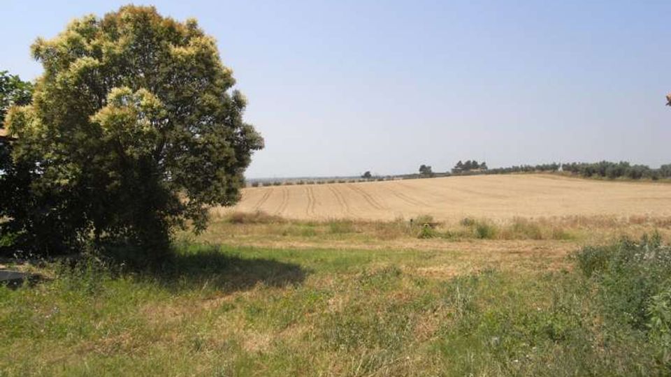 Campo agricolo pianeggiante con vegetazione erbosa in primo piano e un grande albero frondoso sul lato sinistro. All’orizzonte si vede una distesa di coltivazioni dorate con una linea di alberi sotto un cielo sereno.