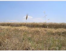 Campo di grano secco e stoppie in una zona rurale pianeggiante, con alcune spighe alte in primo piano. Sullo sfondo si vede l’orizzonte basso sotto un cielo azzurro quasi senza nuvole.