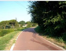 Strada asfaltata stretta e curva con bordo bianco, affiancata da vegetazione e alberi fitti su un lato e da un’area verde con siepi e alberi dall’altro. Sullo sfondo si intravedono edifici bassi, con cielo sereno e cavi aerei sopra la carreggiata.
