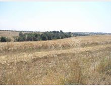 Campo di erba secca e stoppie su dolci colline, con una fascia di alberi verdi che attraversa l’orizzonte. In lontananza si intravedono edifici sparsi e terreno agricolo sotto un cielo chiaro.