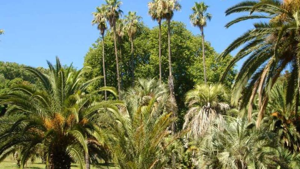 Giardino o parco con fitta vegetazione tropicale, con molte palme di diverse altezze e chiome ampie su un prato verde. Sullo sfondo si vedono alberi più alti e un cielo azzurro limpido.