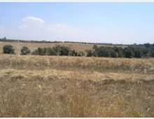 Paesaggio rurale con ampio campo di erba secca e stoppie in primo piano, che si estende su dolci colline. Sullo sfondo si vede una fascia di alberi e cespugli sotto un cielo azzurro con poche nuvole.