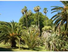 Giardino o parco con fitta vegetazione tropicale, con molte palme di diverse altezze e chiome ampie su un prato verde. Sullo sfondo si vedono alberi più alti e un cielo azzurro limpido.