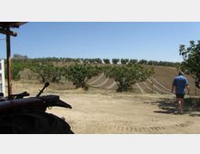 Vista di campi agricoli collinari con filari coltivati e reti o teli di protezione stesi sul terreno, con alberi allineati sullo sfondo sotto un cielo sereno. In primo piano si vede una strada sterrata accanto a un mezzo agricolo parzialmente visibile.