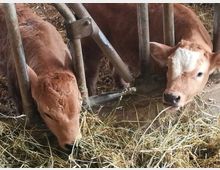 Interno di una stalla con mangiatoia metallica e pavimento coperto di fieno. Sullo sfondo si vedono le strutture in metallo delle postazioni di alimentazione e la lettiera di paglia.