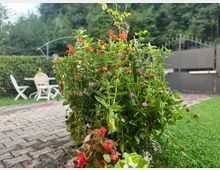 Aiuola fiorita in un giardino, con piante verdi e fiori rossi, rosa e arancioni accanto a un vialetto in pietra e a un prato. Sullo sfondo si vedono una siepe, un tavolo con sedie da esterno e un cancello metallico davanti ad alberi.