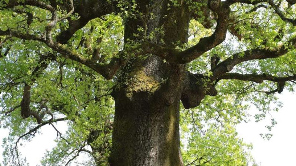 56844-photo-fr-patrica-roverella-jpgjpg