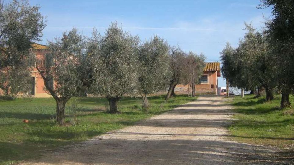 Strada sterrata di ghiaia che attraversa un uliveto con alberi ai lati e prato verde. In fondo si vedono edifici rurali color ocra con tetti in tegole sotto un cielo sereno.