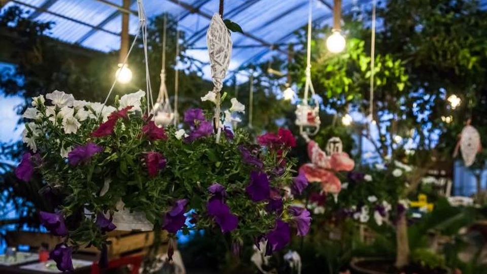 Serra o vivaio con tetto trasparente e illuminazione a lampadine sospese, con cesti appesi di fiori viola e bianchi in primo piano. Sullo sfondo si vedono numerose piante verdi e decorazioni pendenti tra la vegetazione.