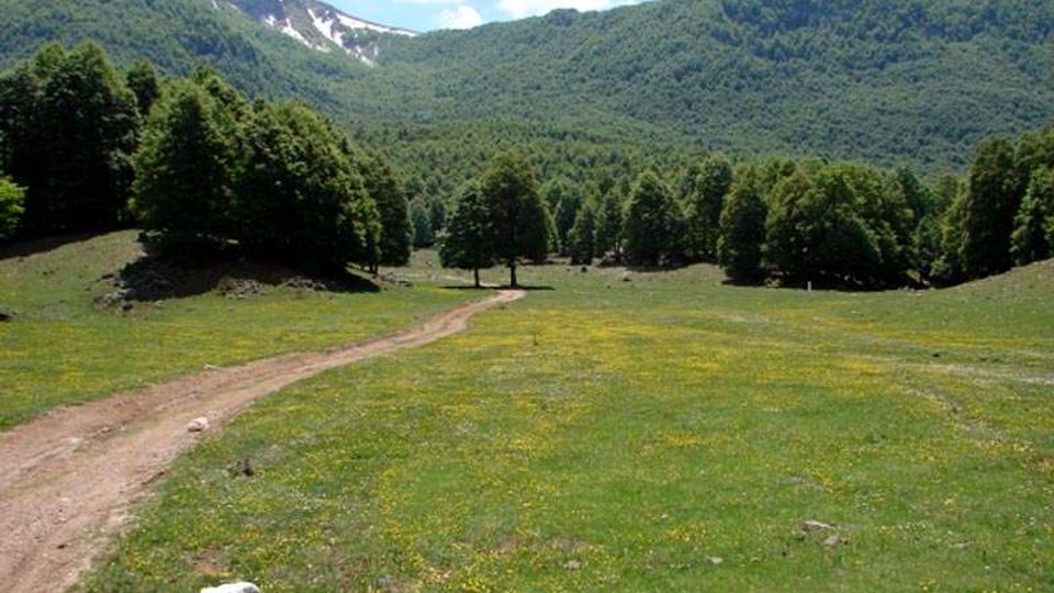 51853-photo-prato2-800-jpgjpg