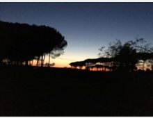 Silhouette di una pineta con alberi ad alto fusto su un terreno pianeggiante, ripresa al crepuscolo. Sullo sfondo il cielo sfuma dal blu all’arancione vicino all’orizzonte.