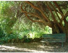 Panchina in legno in un’area ombreggiata di parco, sotto un grande albero dai rami bassi e dal tronco massiccio. Sullo sfondo si vedono vegetazione fitta e un basso muretto in pietra lungo il terreno.