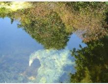 Specchio d’acqua calmo con vegetazione sulle rive e riflessi di alberi e rami sulla superficie. In primo piano si notano zone chiare e torbide sott’acqua, con una macchia biancastra vicino al bordo.