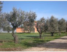 Strada sterrata di campagna che costeggia un prato con ulivi, con una casa rurale color arancio sullo sfondo. Cielo sereno e vegetazione bassa intorno agli alberi.