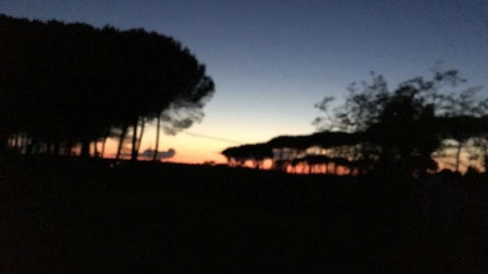 Silhouette di una pineta con alberi ad alto fusto su un terreno pianeggiante, ripresa al crepuscolo. Sullo sfondo il cielo sfuma dal blu all’arancione vicino all’orizzonte.