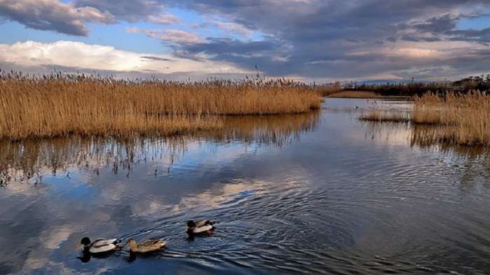 Canale d’acqua in una zona umida, fiancheggiato da alti canneti dorati e con superfici d’acqua che riflettono un cielo nuvoloso. Il corso d’acqua si apre verso l’orizzonte in un paesaggio pianeggiante naturale.