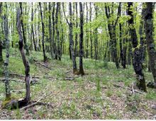 52574-photo-riserva-di-monte-rufeno-3-jpgjpg