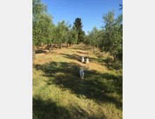 Viale erboso tra filari di ulivi in un oliveto, con terreno asciutto e ombre degli alberi. Sullo sfondo si vede un alto albero sempreverde sotto un cielo sereno.