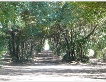 Sentiero sterrato in un bosco, fiancheggiato da alberi e arbusti che formano una galleria di vegetazione sopra il percorso. La luce filtra tra le chiome e il tracciato si estende in profondità verso un punto luminoso in lontananza.