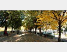 Viale alberato in un parco urbano con alberi a fogliame autunnale che formano un corridoio ombreggiato; un percorso pedonale centrale è affiancato da panchine e da una strada laterale con auto parcheggiate.