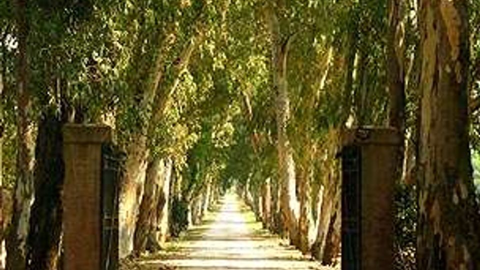 Viale rettilineo in un’area boschiva, con sentiero in ghiaia fiancheggiato da alti alberi che formano una galleria ombreggiata. Ai lati dell’ingresso si vedono due pilastri in pietra.