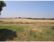 Ampio campo agricolo pianeggiante con erba e sterpaglie in primo piano e un grande appezzamento di terreno arato o raccolto al centro. All’orizzonte si vede una linea di alberi sotto un cielo limpido.