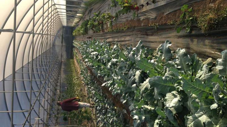 Interno di una serra a tunnel con struttura ad archi e copertura traslucida, attraversata da un corridoio centrale. Su un lato si vedono lunghe file di ortaggi a foglia e, sulla parete, contenitori e supporti per la coltivazione verticale di piante.