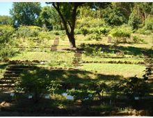 Giardino botanico terrazzato su un pendio, con aiuole erbose e gradoni in pietra collegati da strette scalinate. Al centro si trova un grande albero e sullo sfondo si vede una fitta vegetazione con arbusti e alberi.