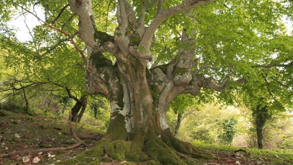 56851-photo-rm-monti-lucretili-faggio-grande-pratone-monte-gennaro-03-jpgjpg