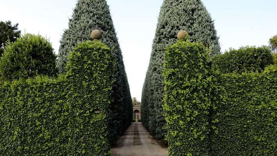 Viale rettilineo in un giardino formale, fiancheggiato da alte conifere potate a cono e da muri di siepi squadrate ricoperte di edera. Il percorso centrale conduce verso un piccolo edificio o padiglione visibile in fondo.
