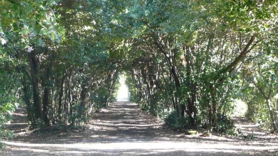 Sentiero sterrato in un bosco, fiancheggiato da alberi e arbusti che formano una galleria di vegetazione sopra il percorso. La luce filtra tra le chiome e il tracciato si estende in profondità verso un punto luminoso in lontananza.