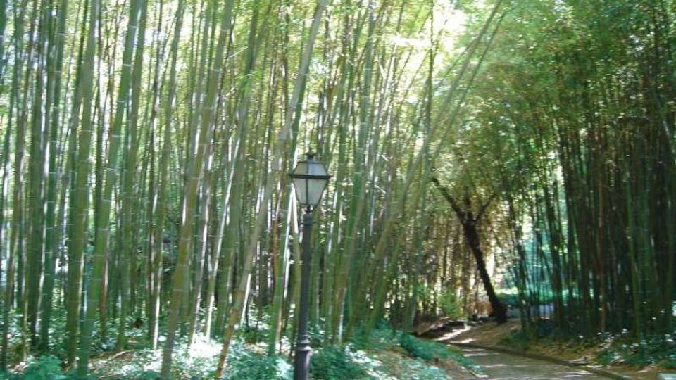 Sentiero curvo in un boschetto di bambù, con alte canne fitte ai lati e luce filtrata tra le fronde. Lungo il percorso si vede un lampione in stile classico e vegetazione bassa sul terreno.