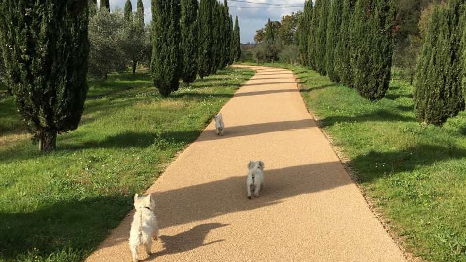 Viale rettilineo con camminamento in ghiaia chiara, fiancheggiato da alti cipressi e prati verdi in un paesaggio di campagna. Sullo sfondo si vede il percorso che prosegue tra alberi e colline sotto un cielo azzurro con nuvole.