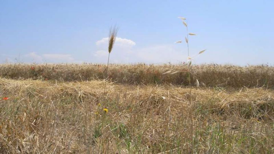 Campo di grano secco e stoppie in una zona rurale pianeggiante, con alcune spighe alte in primo piano. Sullo sfondo si vede l’orizzonte basso sotto un cielo azzurro quasi senza nuvole.