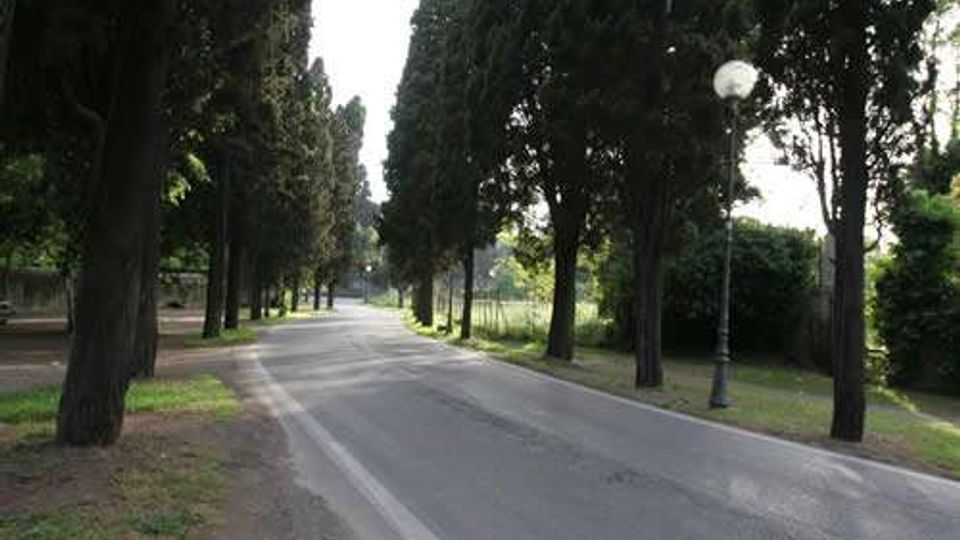 Strada asfaltata in un parco, fiancheggiata da alti alberi su entrambi i lati e con un lampione lungo il margine destro. Ai lati si vedono aree verdi e spazi aperti oltre la fila di alberi.