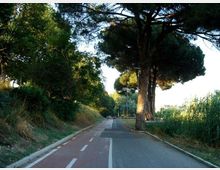 Strada asfaltata a due corsie con segnaletica centrale, affiancata da una pista o corsia laterale, circondata da vegetazione fitta e alti pini marittimi. Sullo sfondo si intravedono lampioni lungo il bordo della strada e canneti sul lato destro.
