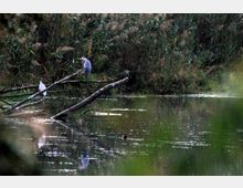 52123-photo-20081011152435-jpgjpg