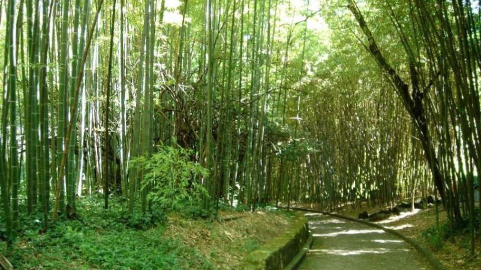 Sentiero asfaltato che curva attraverso una fitta foresta di bambù, con alti fusti verdi che formano una volta ombreggiata. Ai lati del percorso si vedono vegetazione bassa e un piccolo canale di scolo in cemento.
