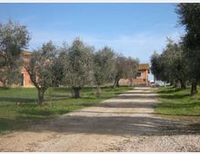 Strada sterrata di ghiaia che attraversa un uliveto con alberi ai lati e prato verde. In fondo si vedono edifici rurali color ocra con tetti in tegole sotto un cielo sereno.