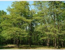 52130-photo-nomentum2-800-jpgjpg