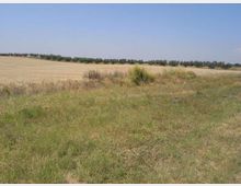 Ampia campagna pianeggiante con campo di grano secco e fascia di erba in primo piano, con cespugli sparsi. All’orizzonte si vede una linea di alberi sotto un cielo sereno e azzurro.