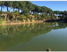 Laghetto in un parco con acqua verde e riflessi degli alberi, circondato da palme e da una lunga fila di pini ad alto fusto. Sulla riva si vedono vegetazione bassa e un piccolo elemento in legno, con cielo sereno sullo sfondo.
