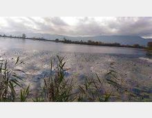 51977-photo-images-1-jpgjpg