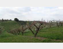 Filari di alberi da frutto in fiore su un terreno collinare erboso, con campi coltivati e altri alberi in lontananza. Cielo parzialmente nuvoloso sopra il paesaggio agricolo.